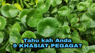 Peminat daun pegaga?? Ini 9 khasiat pegaga #khasiatpegaga #pegaga #daunpegaga #hidupsihat