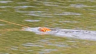 Murray Cod Fishing, Surface Action!