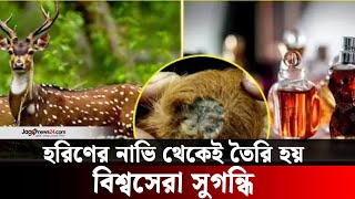 স্বর্ণের চেয়েও দ্বিগুণ দামি হরিণের কস্তুরি! | Musk Deer | Jago News