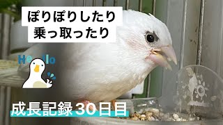 十姉妹のヒナ成長記録【30日目】