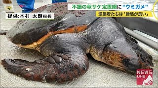 秋サケ定置網に\