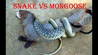 Snake vs Mongoose பாம்பு கீரிப்பிள்ளை சண்டை പാമ്പ് മോങ്കോസസ് LFJ