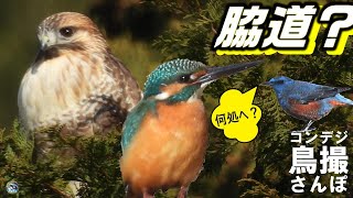 コンデジ鳥撮散歩　脇道のカワセミ・ノスリ　兵庫県・北播磨