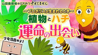 【プロポリスもナメてません②】山田養蜂場のプロポリス生産現場の撮影秘話。世界一凶暴といわれる蜂「アフリカナイズトビー」と、バッカリス・ドゥラクンクリフォリアの奇跡の出会い！