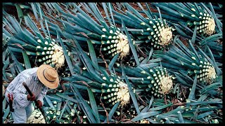 Awesome Blue Agave Cultivation And Harvesting | Tequila Making Process