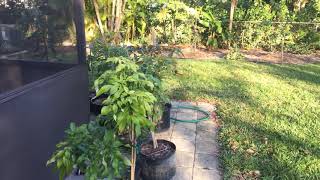 Tropical fruit trees growing in containers