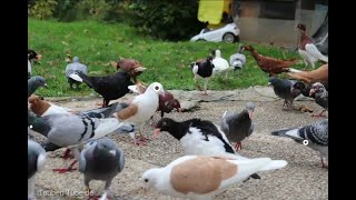 pigeons mix vedio فيديو مكس حمام لاتنسى دعمنا بلايك والاشتراك بالقناة تشجيعا لنا