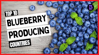 Top 10 Largest Blueberry Producing Countries in The World 2021 #blueberry #blueberries