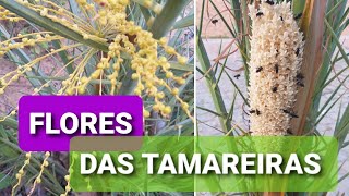 Diferenças entre as flores da tamareira macho e fêmea