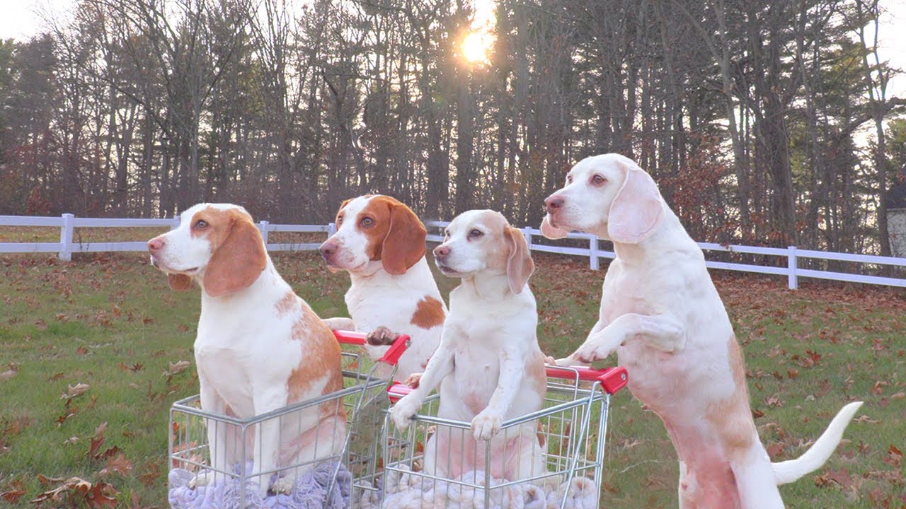 Dogs Double Date In Shopping Carts: Funny Dogs Maymo & Potpie Take ...