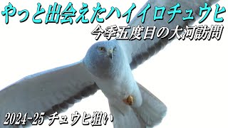 【大河のハイイロチュウヒ】５回目の訪問でやっと出会えたハイオス！！2024-25シーズン