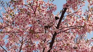 [旅レポート]　2024年3月19日(火)　満開の桜🌸　愛知県長久手市にある愛・地球博記念公園で撮影した動画です。　皆様に楽しんでいただけたら幸いです!