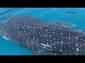 Whale shark encounter off Florida's west coast