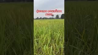 ทุ่งรวงทอง ความหวังของชาวนา #farming #youtubeshorts #ชาวนา #ข้าวหอมมะลิ #คนเลี้ยงวัว #เกษตรพอเพียง