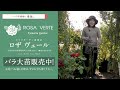 【バラの移植】地植えしてあるバラの移植