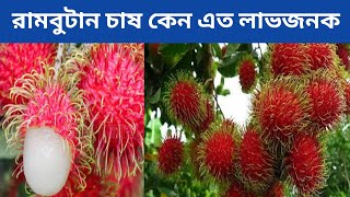 rambutan fruit cultivation | রামবুটান ফল চাষ লাভজনক| রামবুটান চাষ পদ্ধতি | পশ্চিমবঙ্গের রামবুটান চাষ