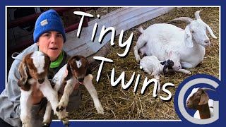 The Kids are Coming Quick Now! | Vlog 37 | Meat Goat Farm, Boer Goat Babies, Goat Birth