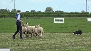 WK schapendrijven van start gegaan in Noord-Holland