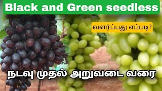 How to grow seedless grapes | Black and green | விதையில்லா திராட்சை வளர்ப்பு | Planting to harvest