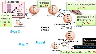 8 Steps of Krebs Cycle (Citric Acid cycle), Enzymes and Step Wise Reaction -Part 2 #citricacidcycle