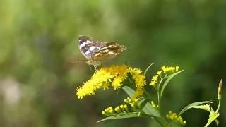 Sagana Fritillary on Giant Goldenrod メスグロヒョウモン♀がオオアワダチソウを訪花吸蜜