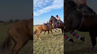 Horse fight