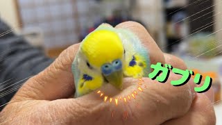 Uncle counterattacked by budgerigars