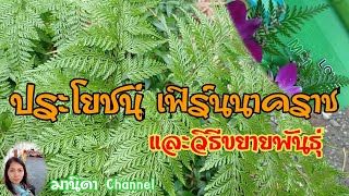 เฟิร์นนาคราช#ไม้ประดับมีประโยชน์ #วิธีขยายพันธุ์ by มานิดา Channel