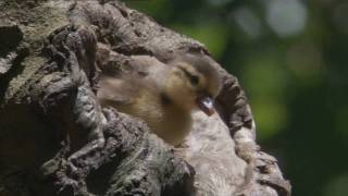 Brave little mandarin ducklings (Earth)