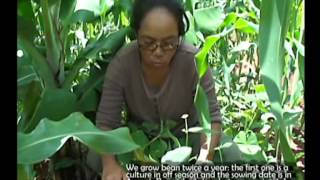 Reviving Madagascar's bean industry