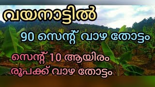 🏞️വയനാട്ടിൽ🌴 വാഴത്തോട്ടം 90സെന്റ്🌴 9 ലക്ഷം🌴 മൊത്തം വില മാത്രം🌴🌴🌴