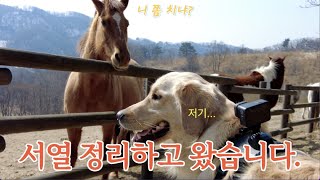 [말 만난 리트리버 임두식] 말? 바로 서열 정리하고 왔습니다 l Retriever's reaction when he meets a horse.