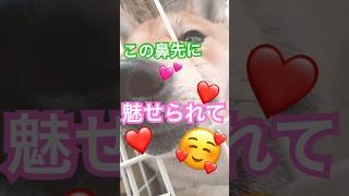 あごのせ？あざとい？それとも...  #柴犬3家族の日常#shorts#癒し犬