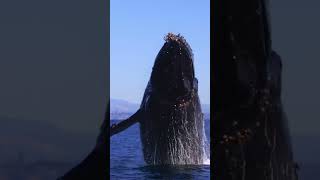 Amazing Humpback Whale breach! #shorts #whale #epic