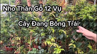 Nho Thân Gỗ 12 Vụ Cây Đang Cho Bông, Trái, Cây Giống Nho Thân Gỗ Ra Quả Quanh Năm