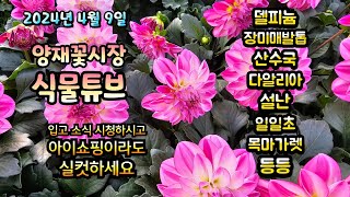 내일은 선거입니다~  오늘 꽃시장에는 어떤 예쁜 꽃들이 입고되었나 보시고 댓글로 투표해보세요~ ^^  #양재꽃시장 #식물튜브 #월동 #관엽 #식물아빠