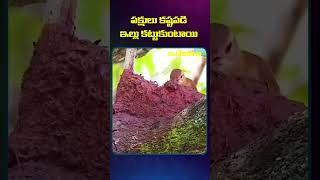 పక్షులు కష్టపడి ఇల్లు కట్టుకుంటాయి  #birds #birdslover #inspirevideos #ammu__555