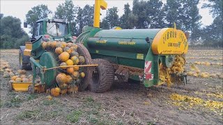 How To Harvest Pumpkins In Farm, Modern Agriculture Technology You Must See,Huge Harvesting Machines