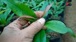 CARA BUDIDAYA BIBIT CENGKEH DAN PEMUPUKAN YANG BENAR PADA BIBIT CENGKEH.