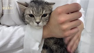 【もはや人間】穏やかすぎて全く参考にならない猫のシャンプー動画/My cat can be shampooed easily