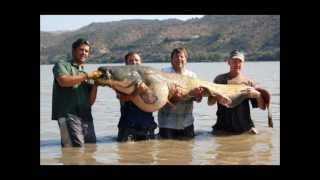 Top 10 Biggest Catfish in the World