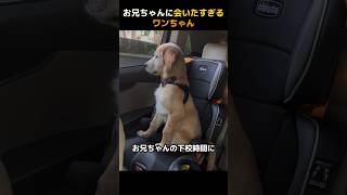 お兄ちゃんに会いたすぎるワンちゃん