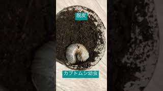 【カブトムシ】カブトムシ/脱皮2021.9.19