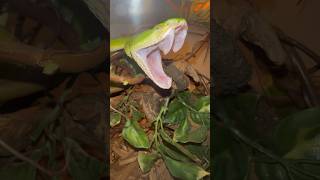 Green Viper massive FANGS! #snakes #animals #venomoussnake