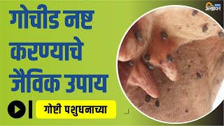 प्रभावी गोचीड निर्मुलनासाठी करा फ्लेमगनचा वापर! | Gochid Control Remedies | ॲग्रोवन