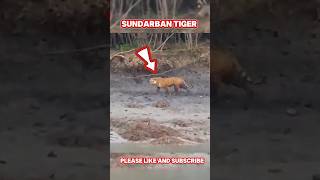 সুন্দরবন জঙ্গলে মাছ ধরতে গিয়ে বাঘের দেখা || #sundarban #tiger #shorts