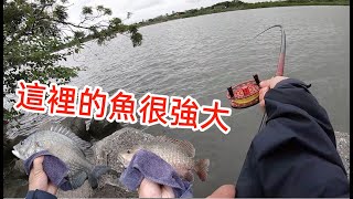 【夯魚癡】這裡的魚展現自己的強大，舒服啦！！