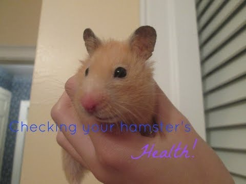 How to Check Your Hamster's Health! How to Check Your Hamster's Health!