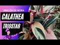 CALATHEA TRIOSTAR|| EL RINCÓN DE NORA