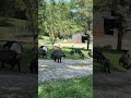 The goats are working today to clean up the yard and parking area! #farmlife #animals #goat